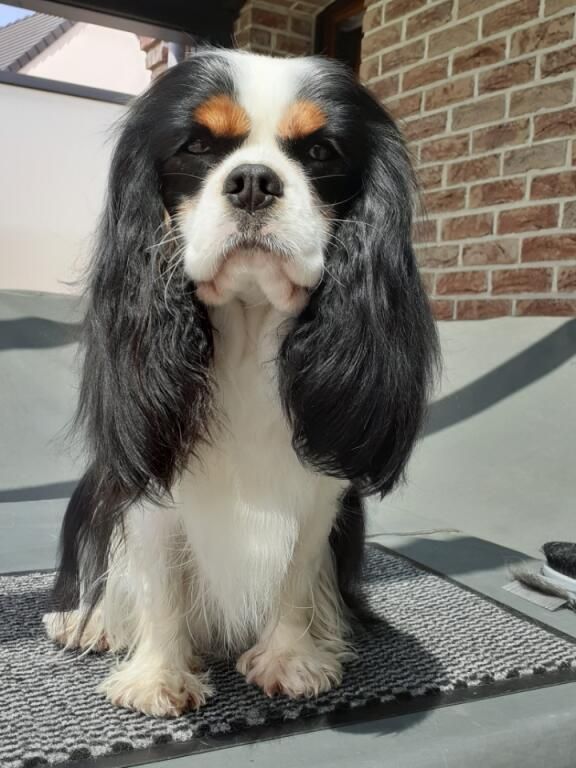 Sybelle vom haarigen hund