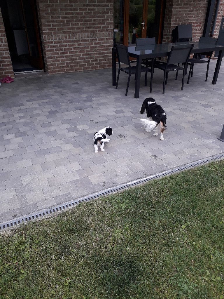 Sybelle vom haarigen hund