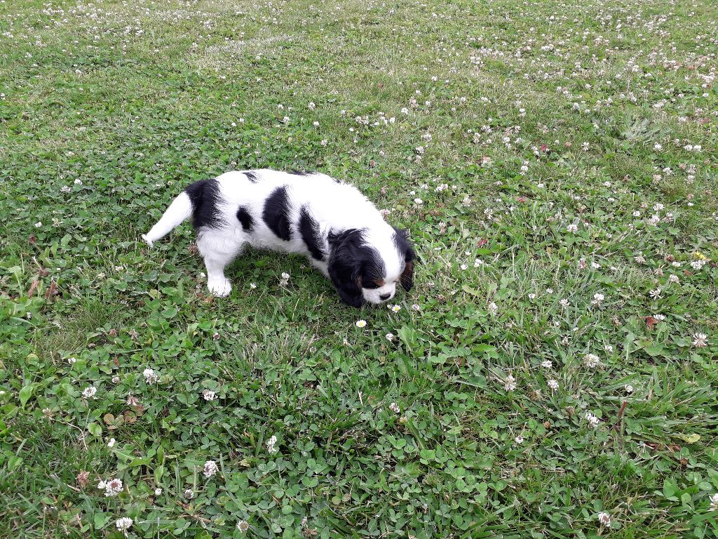 Sybelle vom haarigen hund