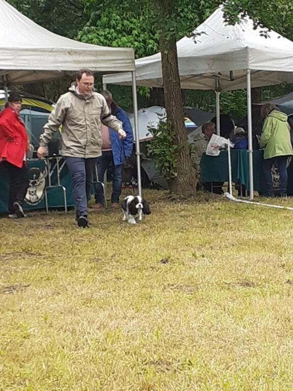 Sybelle vom haarigen hund