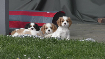 Des Trésors De L'Artois - Cavalier King Charles Spaniel - Portée née le 29/02/2024