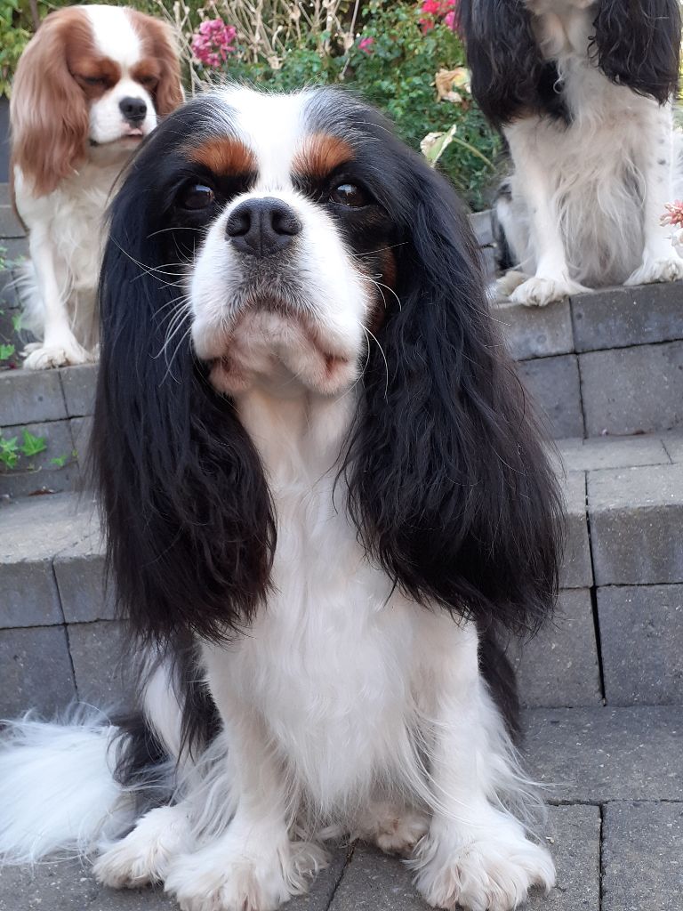 Sybelle vom haarigen hund