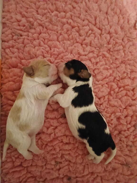 Des Trésors De L'Artois - Chiots disponibles - Cavalier King Charles Spaniel