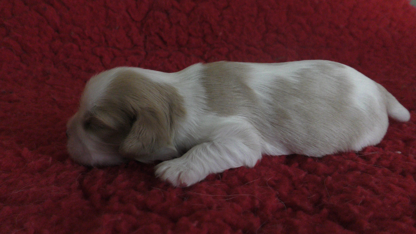 Des Trésors De L'Artois - Chiots disponibles - Cavalier King Charles Spaniel