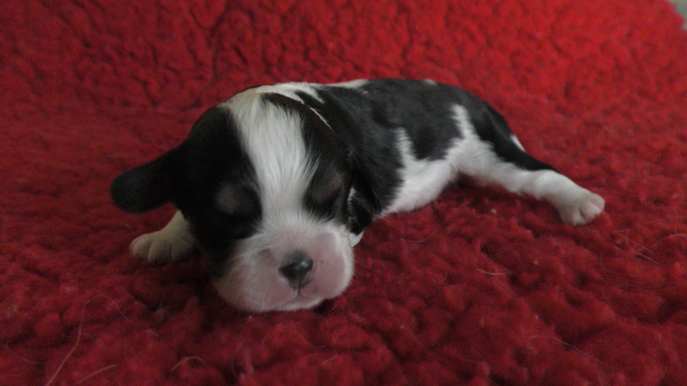 Des Trésors De L'Artois - Chiots disponibles - Cavalier King Charles Spaniel