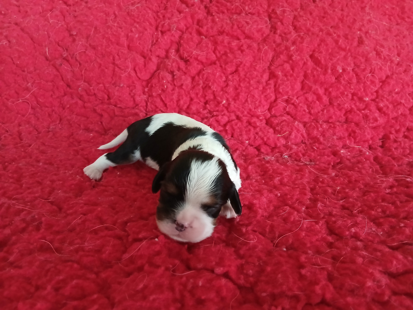 Des Trésors De L'Artois - Chiots disponibles - Cavalier King Charles Spaniel