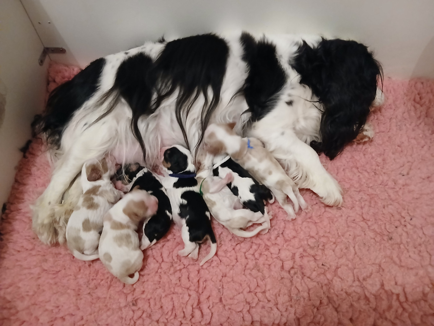 Chiot Cavalier King Charles Spaniel Des Trésors De L'Artois