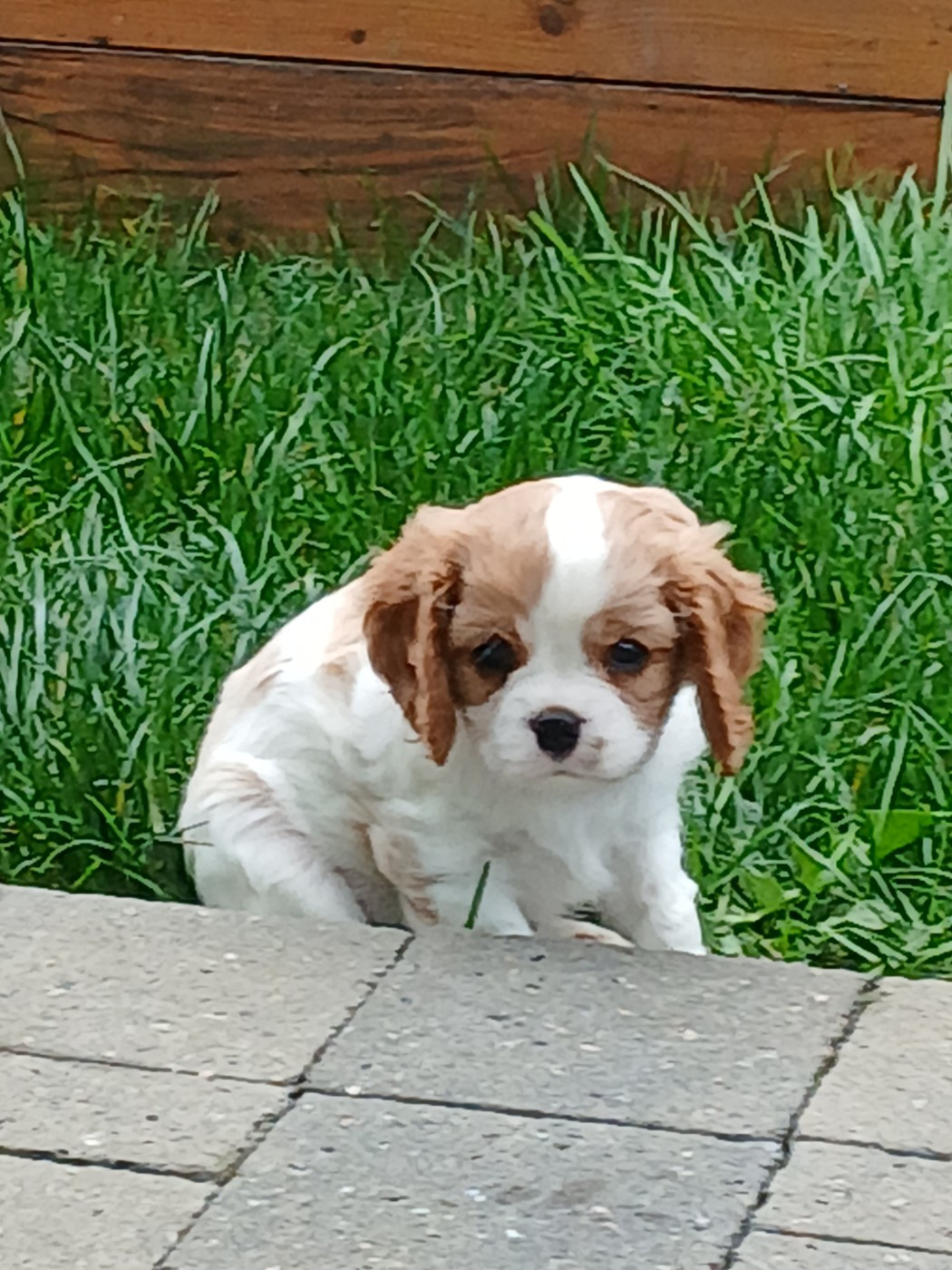 Des Trésors De L'Artois - Chiots disponibles - Cavalier King Charles Spaniel